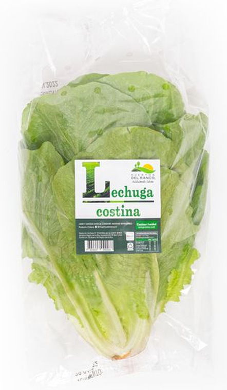 Lechuga Costina Huertos del Ranco