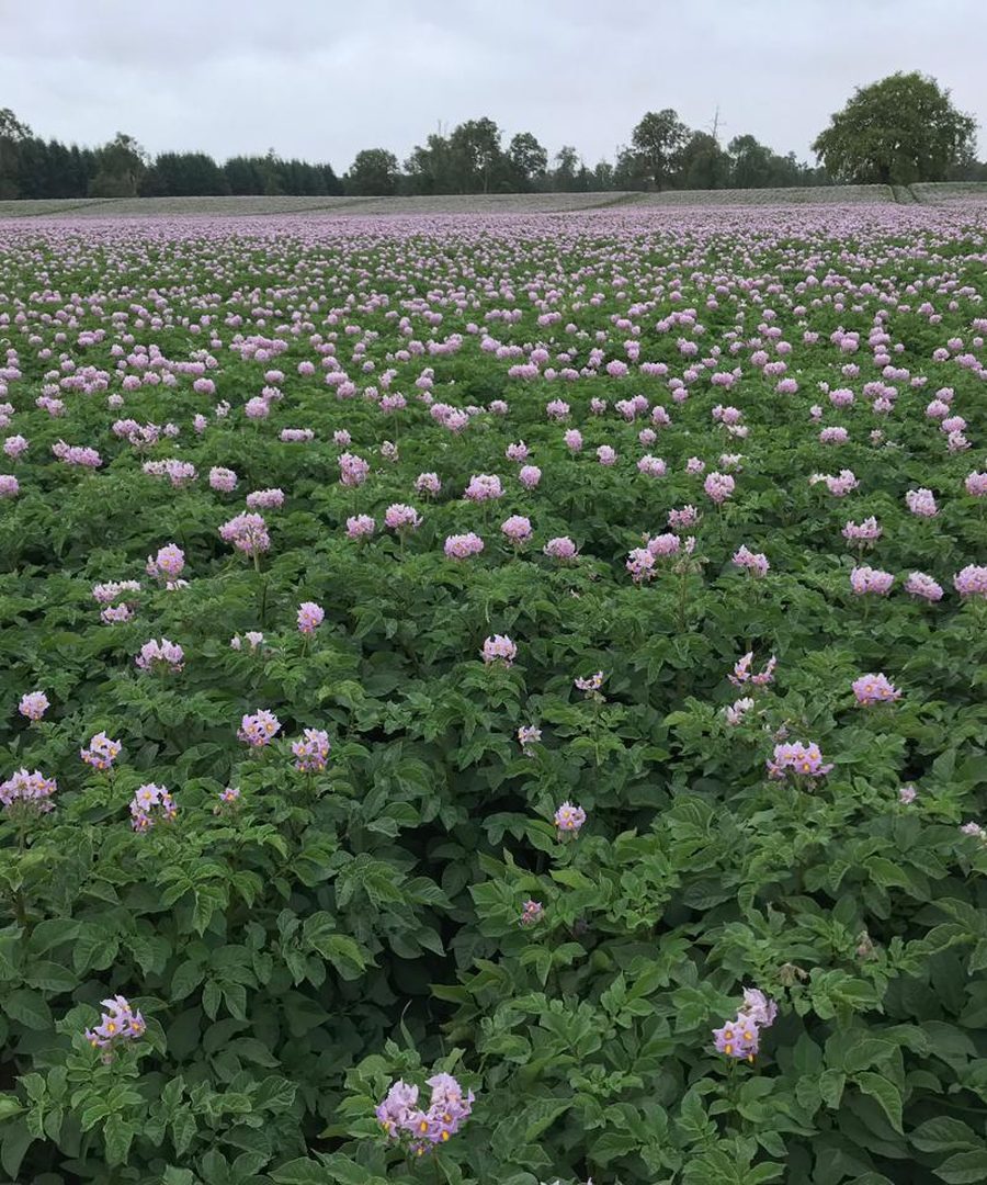 Campo de papas en flor