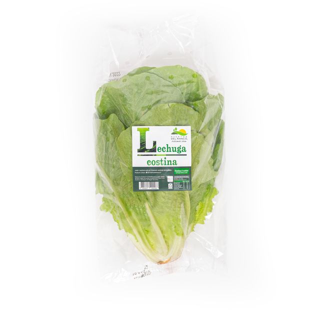 Lechuga Costina — Huertos del Ranco